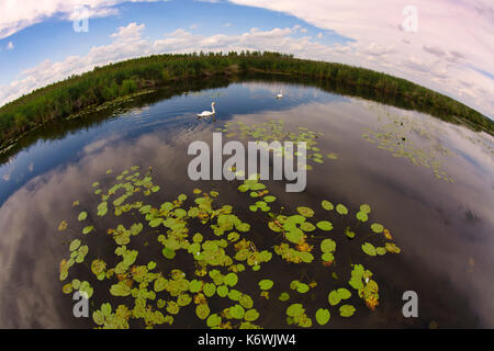 Zwei Mute Swans (Cygnus olor), Lilies, Naturschutzgebiet Federsee, UNESCO Weltkulturerbe, Bad Buchau Stockfoto