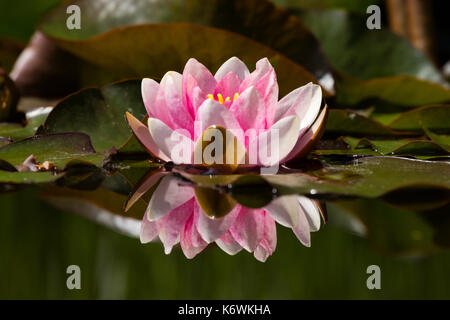 Rosa Seerosen (Nymphaea) in den Teich wider Stockfoto