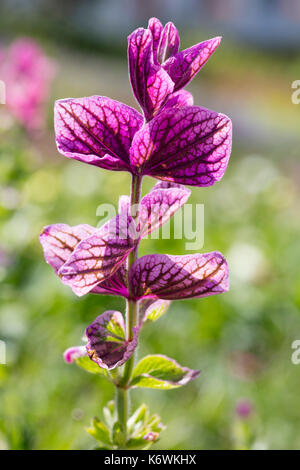 Jährliche Muskatellersalbei (Salvia viridis), Blätter Stockfoto