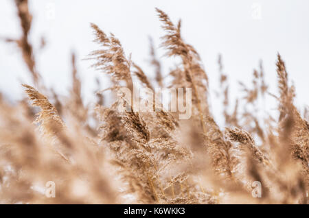 Trockene Rohrkolben im Winter. Kleine Schärfentiefe Stockfoto