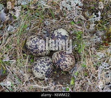 Eurasischen Goldregenpfeifer (Pluvialis apricaria), Nester, vier Eier im Nest auf dem Boden, Insel Stockfoto