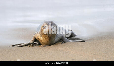 Junge nördliche See-Elefant (Mirounga leonina angustirostris) geht an Land, Strand von San Simeon, Piedras Blancas Kolonie, Kalifornien, USA Stockfoto