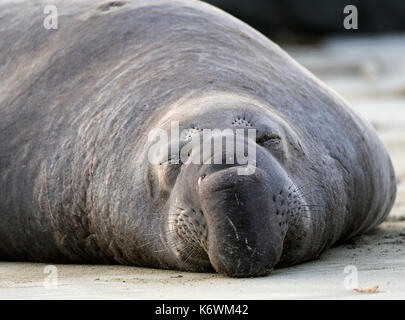 Schlafen nördliche See-Elefant (Mirounga leonina angustirostris), schlafen auf den Strand von San Simeon, Piedras Blancas Kolonie Stockfoto