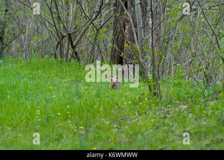 Murmeltier (MARMOTA MONAX) PEEKING AUS DER ÖFFNUNG Stockfoto