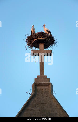 Weißstörche (Ciconia ciconia), im Nest auf der katholischen Pfarrkirche St. Johannes Baptist, Bad Saulgau, Baden-Württemberg Stockfoto