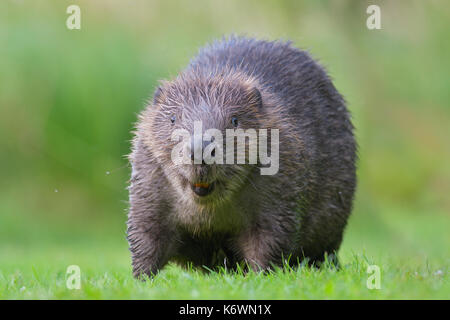 Europäischer Biber (Castor Fiber) in einer Wiese, Tier Portrait, Tirol, Österreich Stockfoto