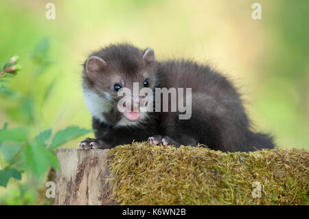 Steinmarder (Martes foina), Welpe sitzt auf einem Baumstumpf bedeckt mit Moos, Österreich Stockfoto