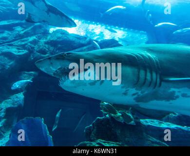 Hai in Dubai Aquarium und der Unterwasser Zoo, Dubai Mall, Dubai, Vereinigte Arabische Emirate Stockfoto
