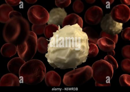 Sehr detaillierte Nahaufnahmen der spezialisierte weiße Blutkörperchen (Basophil) fließt Blut auf schwarzem Hintergrund. Stockfoto