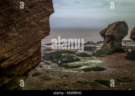 Meersalz Ablagerungen am Meeresboden bei Ebbe, Hopewell Rocks, Bucht von Fundy, New Brunswick, Kanada Stockfoto