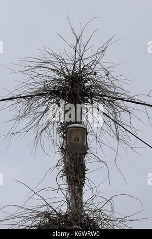 Vögel auf spooky street light mit bewachsenen Kletterer Weinstock Ästen thront. Stockfoto