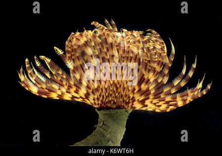 Peacock worm (Sabella pavonina) - fan Worm, marine polychaete Wurm aus der Familie der Sabellidae, erweitert seine Tentakel aus dem Rohr zu füttern b Stockfoto