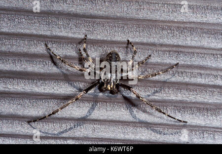 Walnuss Orb Weaver Spider, Nuctenea umbratica, männlich, auf Holzschuppen, lange Beine. Stockfoto