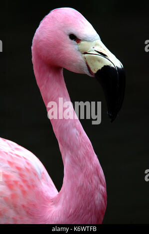 Anden Flamingo, Phoenicoparrus andinus, Captive, im Norden von Chile, Altiplano gefunden, Rosa, Vunerable, bedroht, auf ICUN Rote Liste und der CITES-Liste. Stockfoto