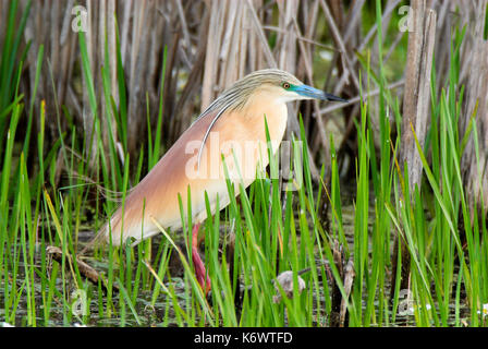 Squacco Heron, Ardeola ralloides, in Schilf Bett, Coto Donana Nationalpark, Andalusien, Andalusien,. Stockfoto