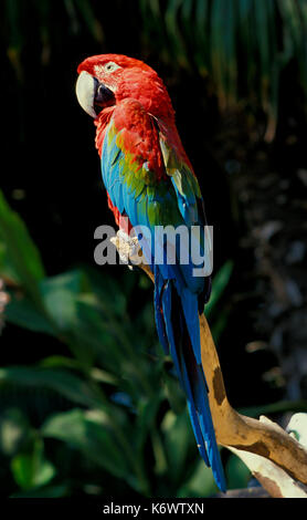Scarlet macaw, Ara macao, Captive, auf Zweig Stockfoto