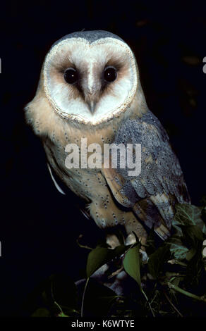 Schleiereule (Tyto alba) - Porträt, gefangen. Stockfoto