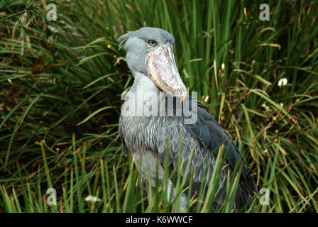 Schuhschnabel, Wal vorangegangen Storch, Balaeniceps Rex, Zentralafrika, Humor. Stockfoto
