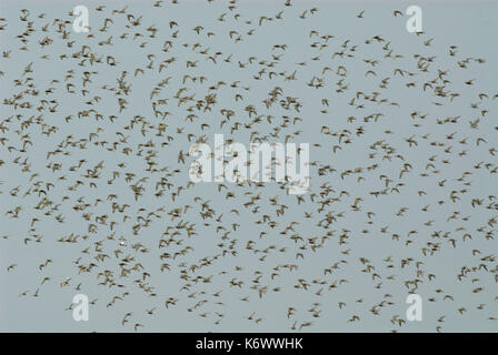 Gemischte Watvögel im Flug, gegen den blauen Himmel fliegen, Veta La Palma, Coto Donana, Andalusien, Andalucia, Flock, Roost Stockfoto