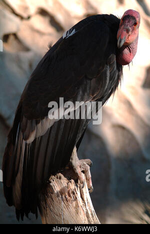 California Condor, Gymnogyps californianus, Captive, vom Aussterben bedroht von der Roten Liste der IUCN und auf Anhang I des CITES, Neue Welt Geier aufgeführt Stockfoto