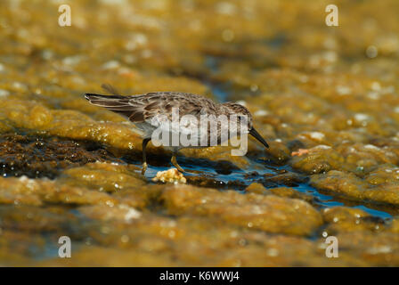 Mindestens Sandpiper, Calidris minutilla, Fütterung, waten in Weed am Rand von Meer Stockfoto