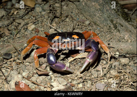 Land Crab, Geocarcinus quadratus, Corcovado Nationalpark, Mittelamerika, auf Waldboden, schwarz und rot orange carpace Beine, große lila Pince Stockfoto