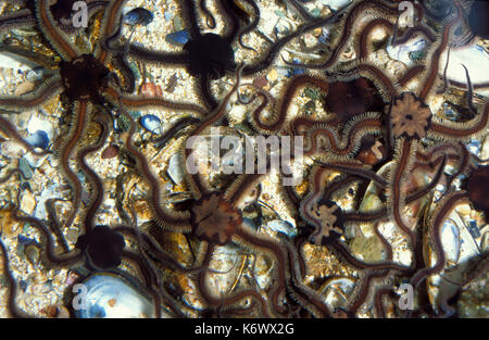 Gemeinsame Brittlestars, Ophiothrix fragilis, Masse der Sterne in Strand rockpool, spröde star Fisch Stockfoto