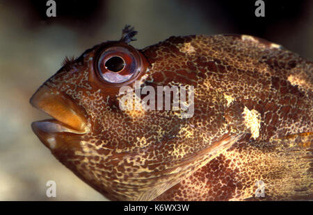 , Parablennius gattorugine Tompot Blenny, Swanage, Dorset, Porträt, Mund, Augen, frilly Augenbrauen, Captive Stockfoto