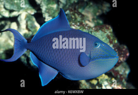 Niger Drückerfische, Rot - gezahnte Drückerfische, Odonus niger, Indopazifik Stockfoto