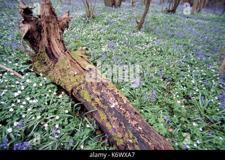 Bluebells hyacinthoides non-skriptingunterbrechung, in Wäldern Lebensraum Stockfoto