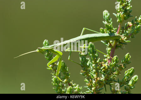 Gottesanbeterin, Mantis religiosa, Veta La Palma, Coto Donana, Andalusien, Andalucia, Grün, weich, am Strauch getarnt Stockfoto