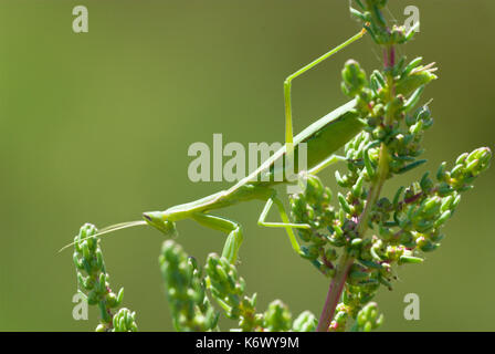 Gottesanbeterin, Mantis religiosa, Veta La Palma, Coto Donana, Andalusien, Andalucia, Grün, weich, am Strauch getarnt Stockfoto