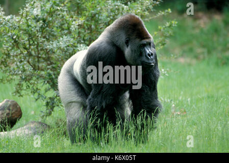 Westlicher Flachlandgorilla (Gorilla Gorilla) - gefangen, Männer stehen auf allen Vieren silverback angezeigt, Uganda Stockfoto
