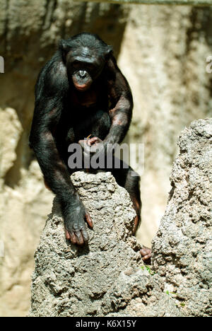 Bonobo, Pan paniscus oder pygmy Schimpansen, Zentralafrika, Kongo, mit Stick als Werkzeug auf termiten von Damm zu füttern, Captive Stockfoto