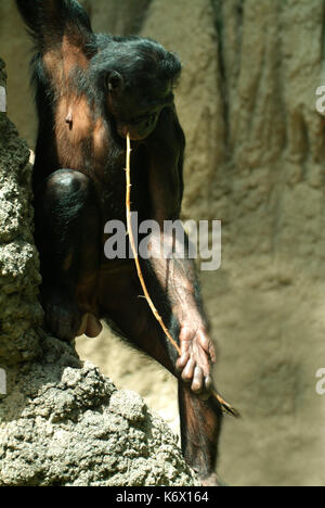 Bonobo, Pan paniscus oder pygmy Schimpansen, Zentralafrika, Kongo, mit Stick als Werkzeug auf termiten von Damm zu füttern, Captive Stockfoto