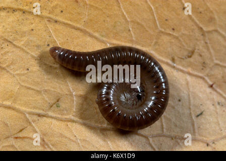 Schwarze Schlange Tausendfüßler, Tachypodoiulus Niger, rollte sich auf Blatt, im Garten, im Blatt Wurf und Boden gefunden Stockfoto