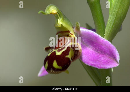 Bienen-ragwurz, Ophrys apifera, Nahaufnahme der Blüte, Monkton Chalkpit Naturschutzgebiet, Kent, zarte Stockfoto
