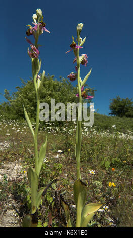 Bienen-ragwurz, Ophrys apifera, Anzeigen paar Blüte im Lebensraum Stängel, Monkton Chalkpit Naturschutzgebiet, Kent, delikat, blauer Himmel Stockfoto