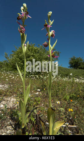 Bienen-ragwurz, Ophrys apifera, Anzeigen paar Blüte im Lebensraum Stängel, Monkton Chalkpit Naturschutzgebiet, Kent, delikat, blauer Himmel Stockfoto