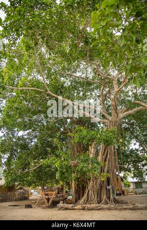 Philippinen, Palawan, Aborlan, Sombrero Island, das Banyan in der Mitte des Dorfes Stockfoto