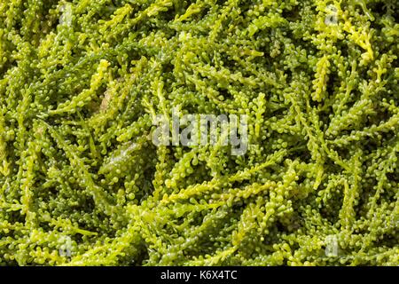 Philippinen, Palawan, Aborlan, Sombrero Island, lato Algen (Caulerpa lentillifera) Stockfoto