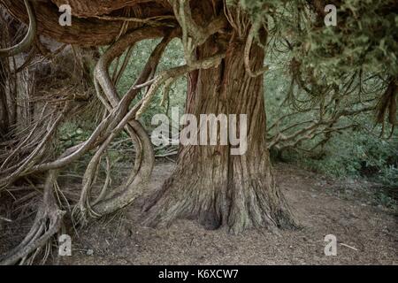 Longleat, Wiltshire, Baumstamm Stockfoto