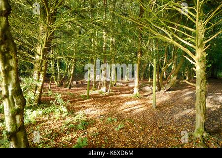 Longleat, Wiltshire, Baumstamm Stockfoto