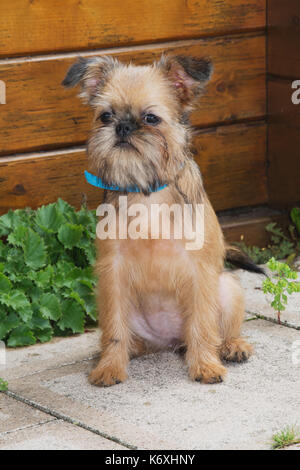 Liebe Welpen Griffon Brusselse posiert für die Kamera im Garten Stockfoto