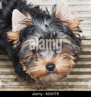 Kleine süße Yorkie schaut in das Objektiv der Kamera Stockfoto