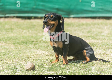 Schwarze kurzhaarige Dackel Hund sitzen auf der Wiese mit einem Ball Stockfoto