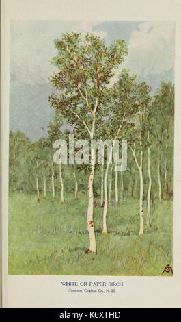 Bekannte Bäume und ihre Blätter, beschrieben und durch F. Schuyler Mathews dargestellt mit Illus. in Farben und mehr als hundert Zeichnungen des Autors und einer Einl. v. links Bailey (Platte) (6254951000) Stockfoto