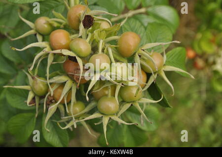 Rosa rugosa Hagebutten Stockfoto