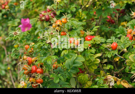 Rosa rugosa Hagebutten Stockfoto