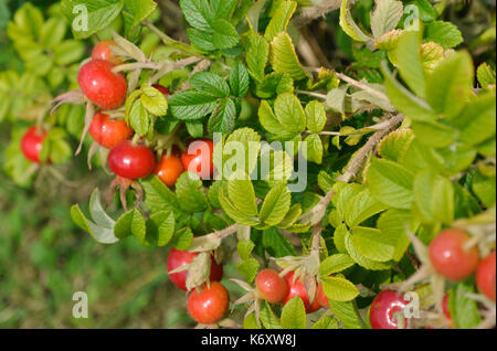 Rosa rugosa Hagebutten Stockfoto